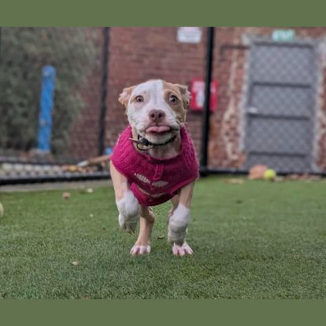Photo of Trixie