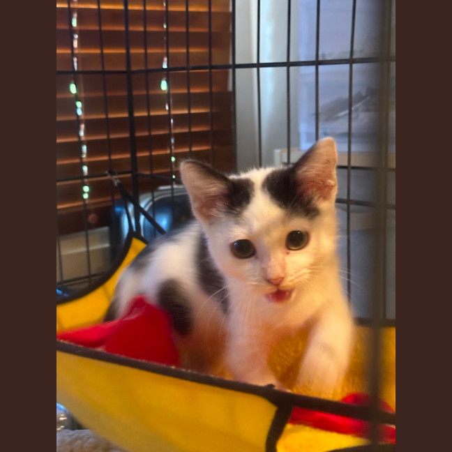 Photo of Jester