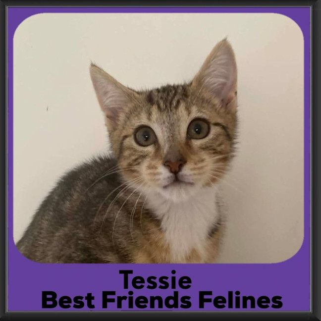Photo of Tessie