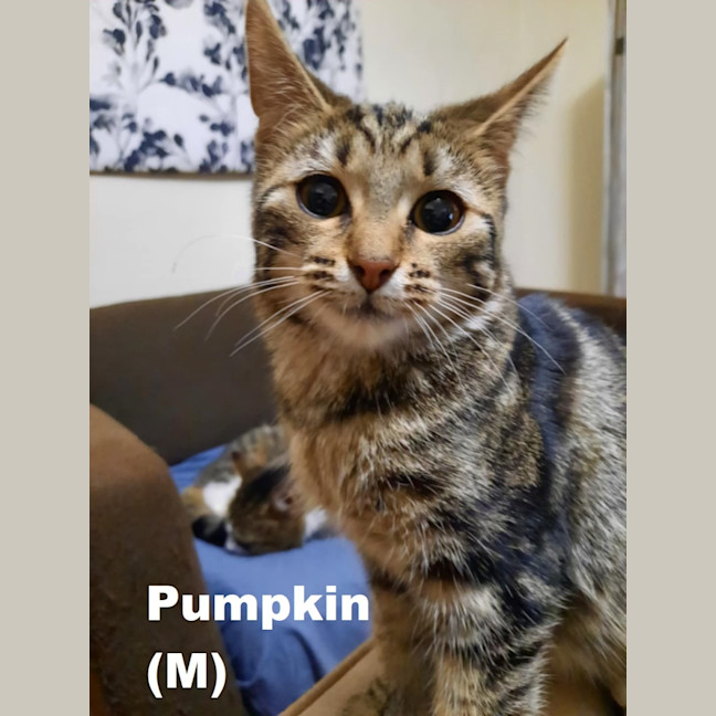 Photo of Pumpkin