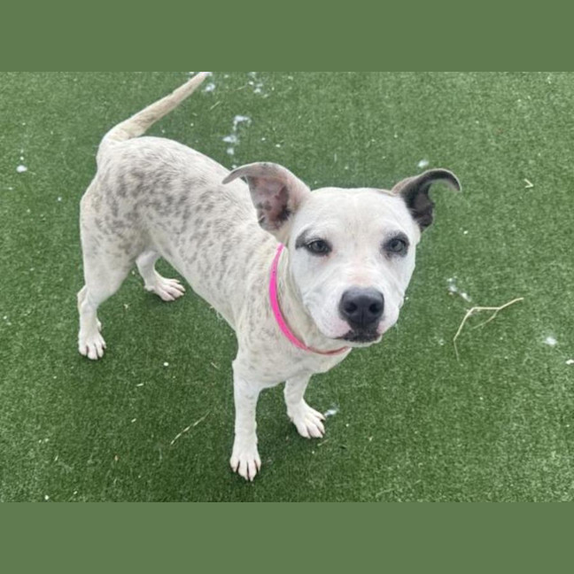 Photo of Dixie Imp 2846