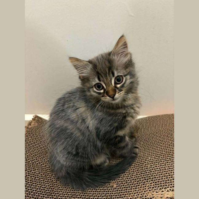 Photo of Tilly