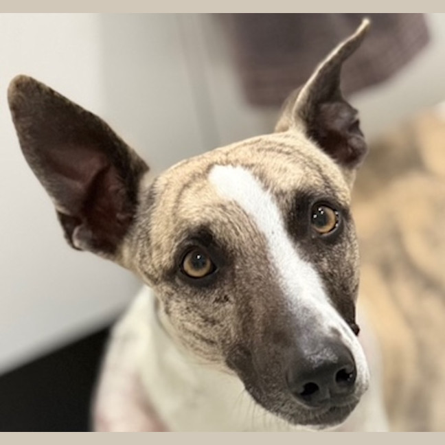 Photo of Whiskey