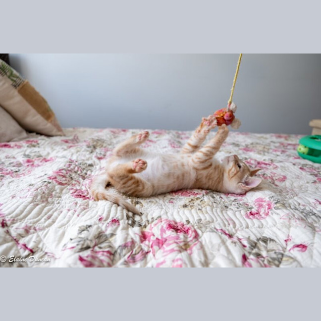 Photo of Rex