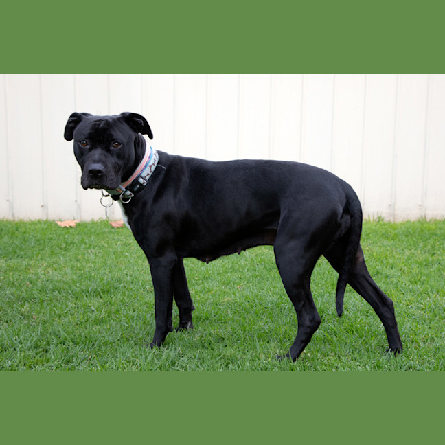 Photo of Gracie