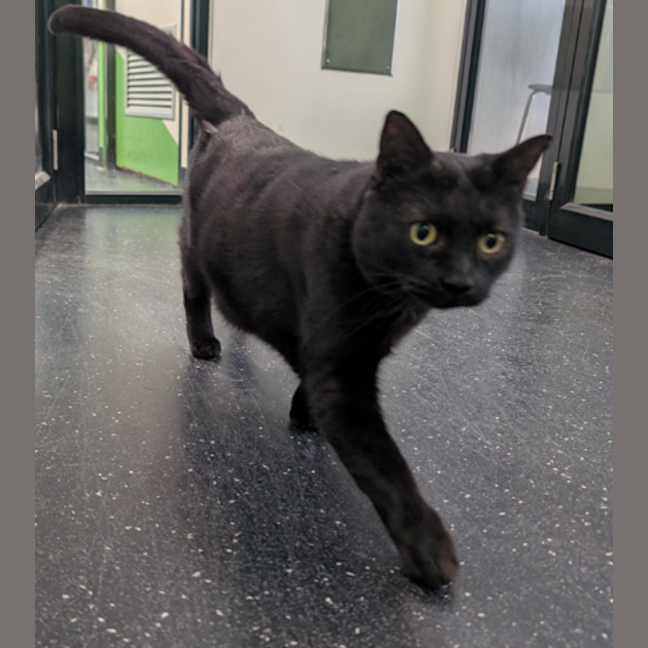 Photo of The Great Leviathan