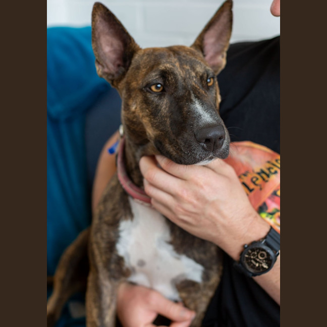 Photo of Pepper   2 Year Old Staffy X