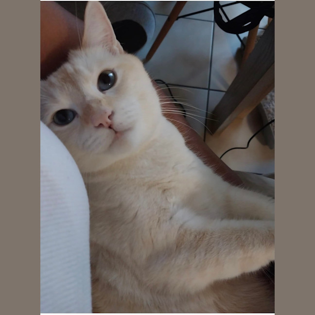 Photo of Ollie