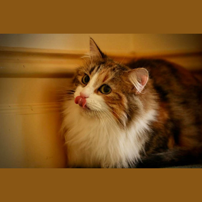 Photo of Mystic 