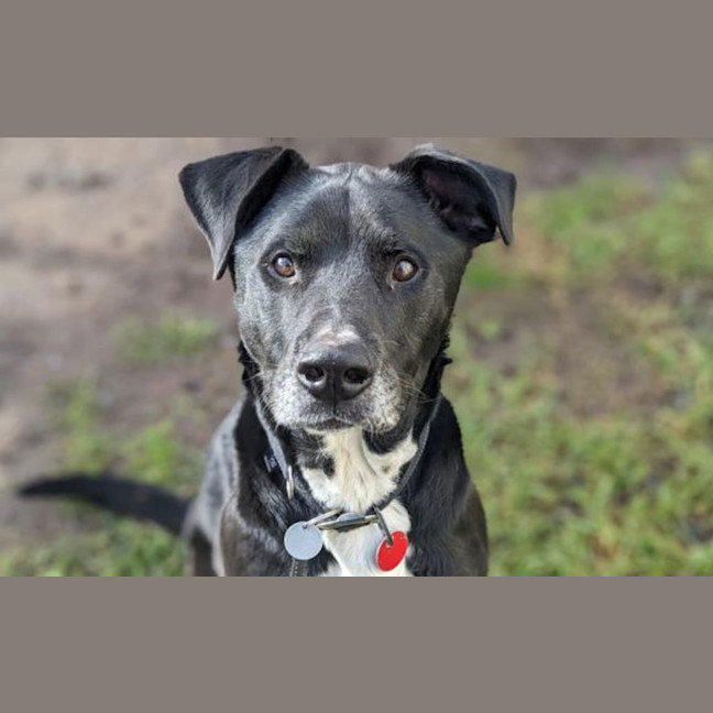 Photo of Midnight
