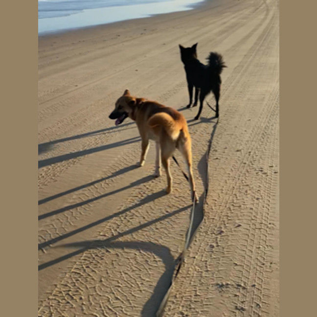 Photo of Bear, Storm & Shadow   2 Year Old Dingo Hybrid