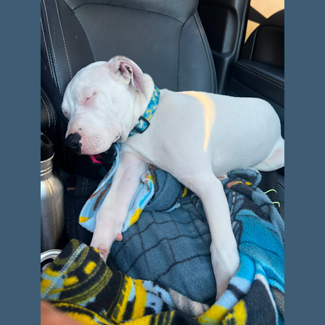 Photo of Boof   4 Month Old Staffy X (Trial)