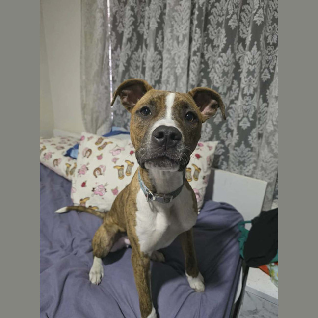 Photo of Rocky