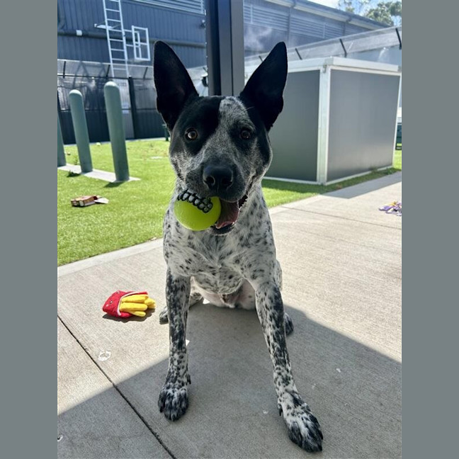 Photo of Buddy