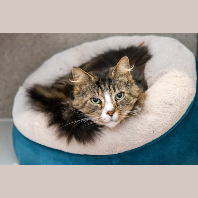 Photo of Donald Bradman