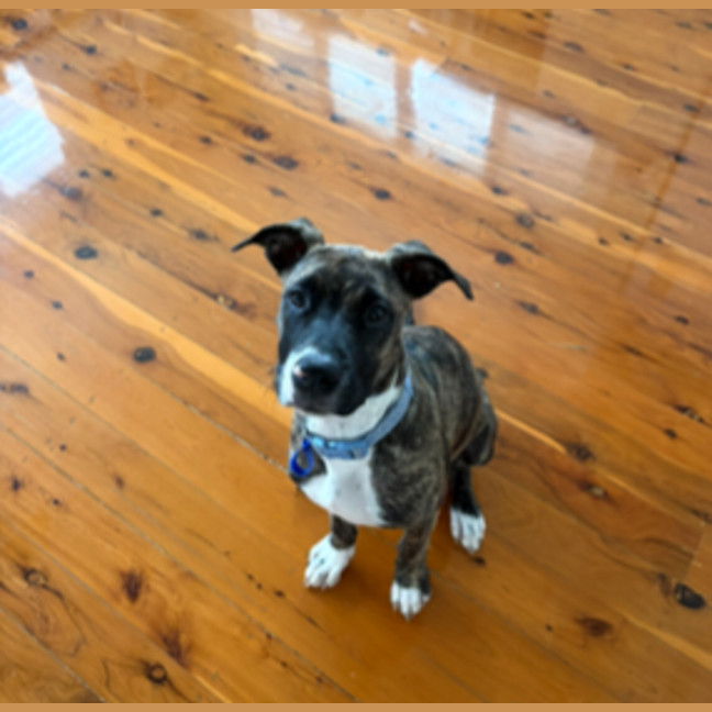 Photo of Lucy   10 Month Old Staffy X