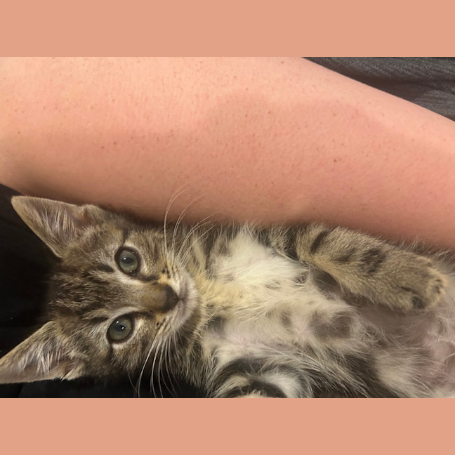 Photo of Timmy Trumpet