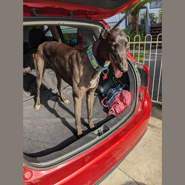 Photo of Angie, The Greyhound