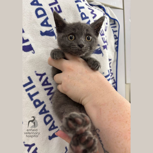 Photo of Stumpy Stella