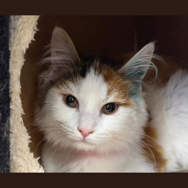 Photo of Biscoff