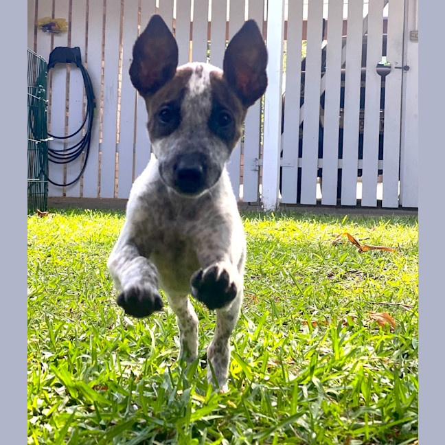 Photo of Chilli
