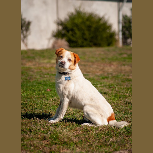 Photo of Milo
