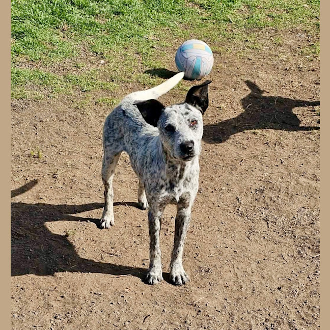 Photo of Scruffy