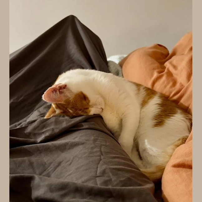 Photo of Nova
