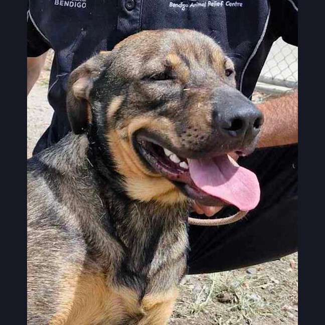 Photo of Buster (Boss)