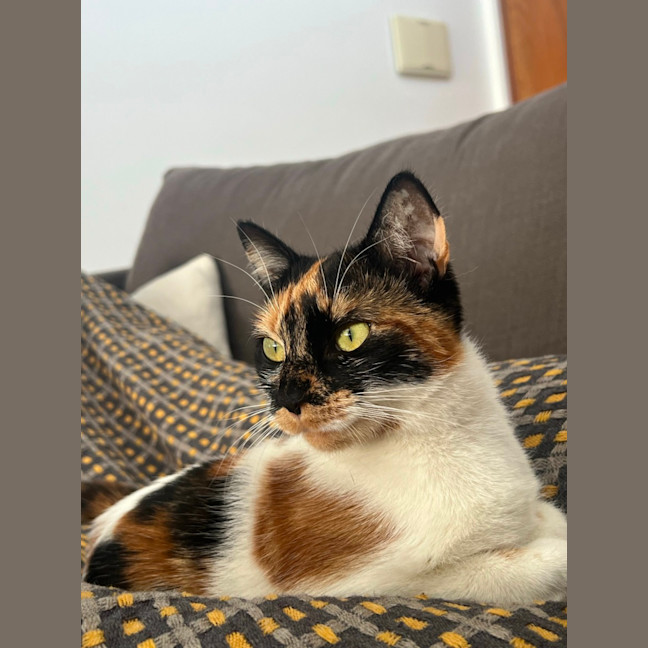 Photo of Tsuki   7 Month Old Domestic Short Hair
