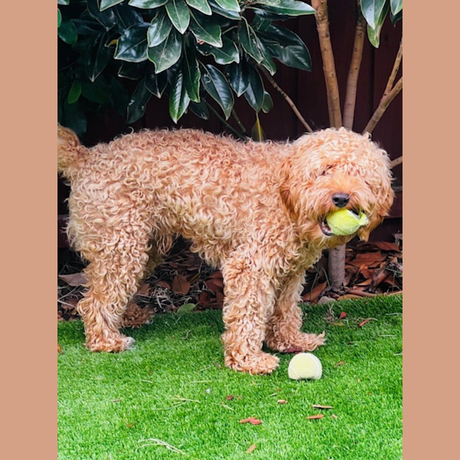 Photo of Cosmo Newhaven