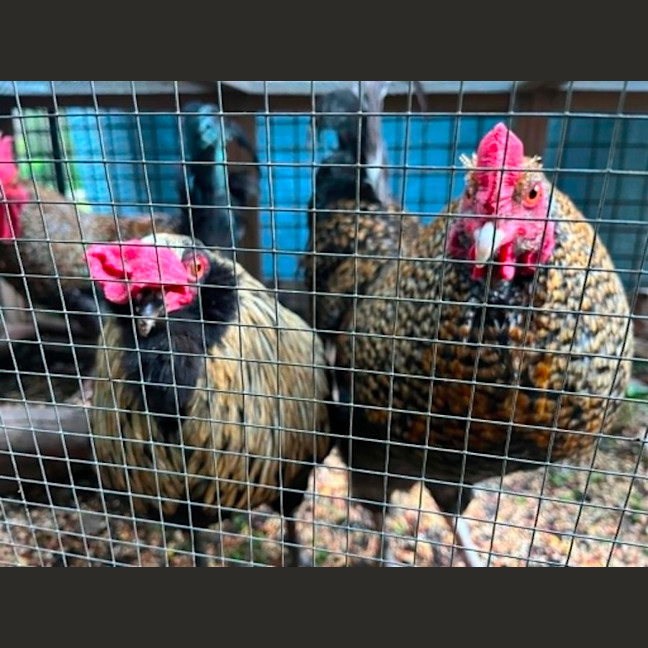 Photo of Four Roosters
