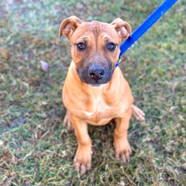 Photo of Cherry *$350 Adoption Fee*