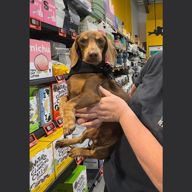 Photo of Milo   8 Year Old Dachshund