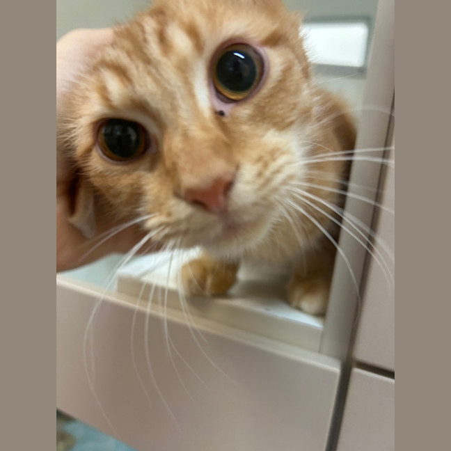 Photo of Ginger