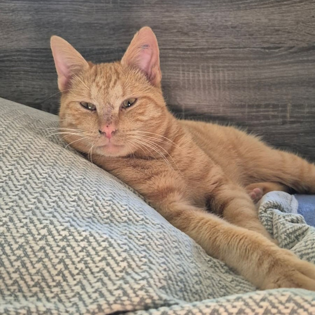 Photo of Alfie