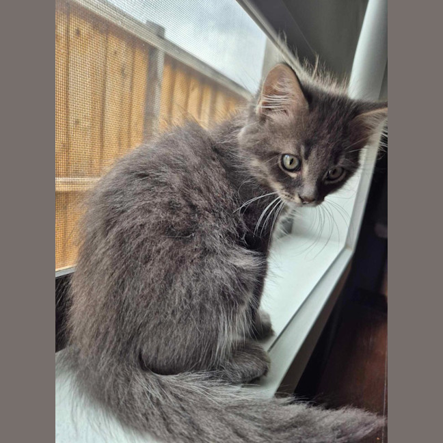 Photo of Dusty