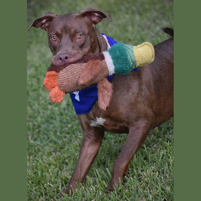 Photo of Turbo *$250 Adoption Fee*