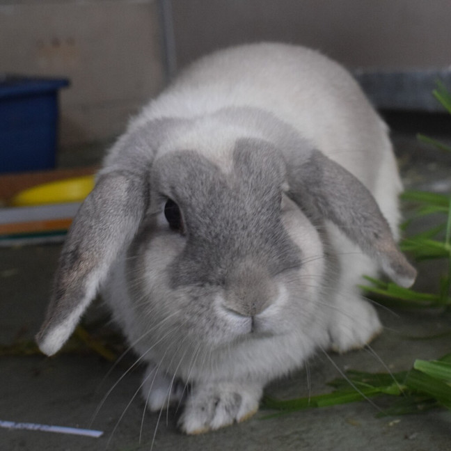 Photo of Pepper (Bonded To Salt)