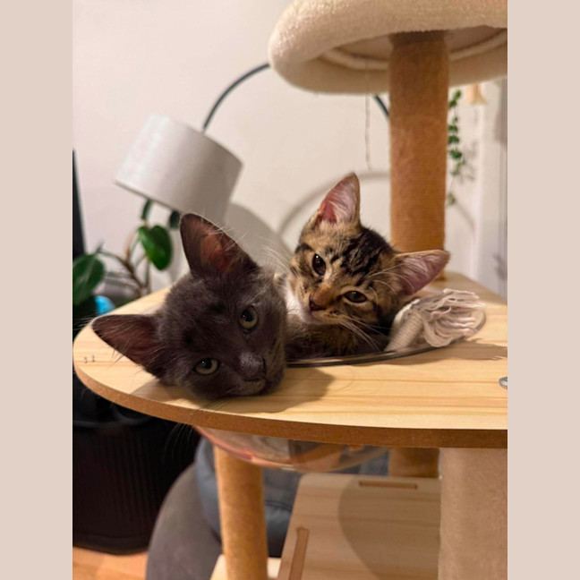 Photo of Fumo & Geez