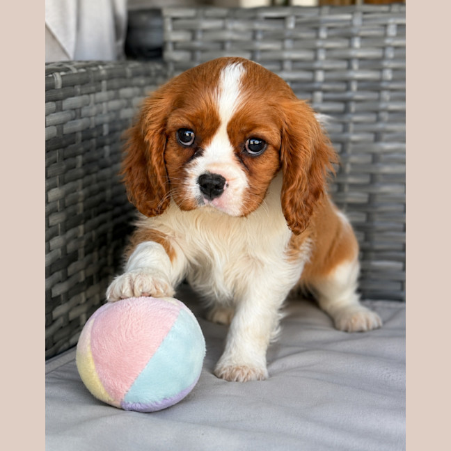 Photo of Lucy