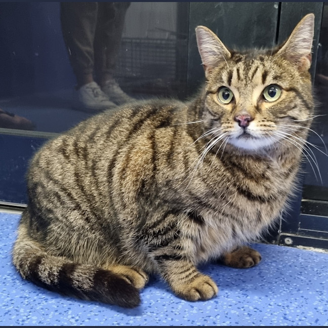 Photo of Zelda