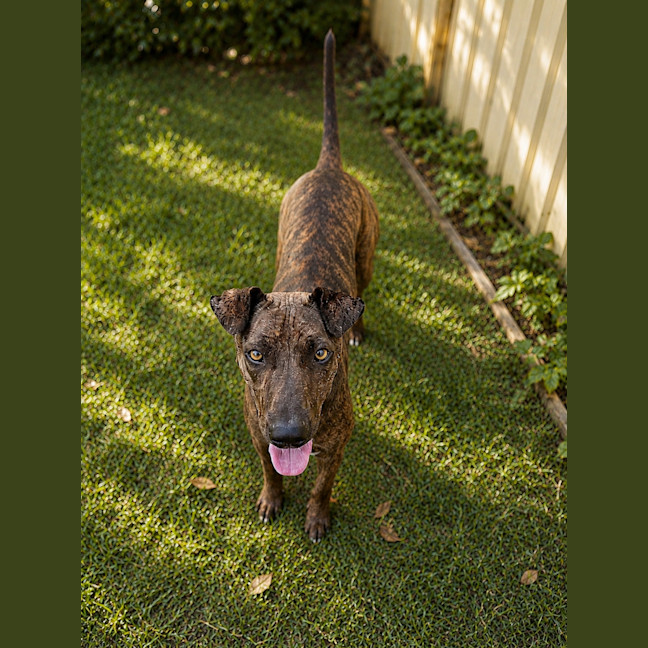 Photo of Tillie