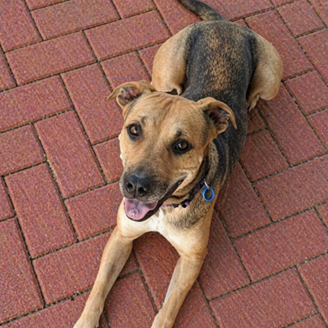 Photo of Mali *$250 Adoption Fee*