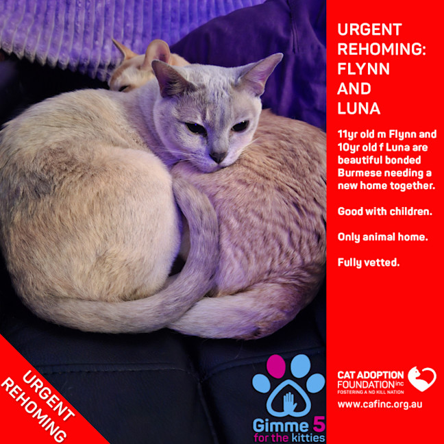 Photo of Flynn & Luna Private Rehoming No Charge!