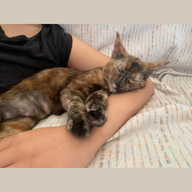 Photo of Maple   Located In Braybrook