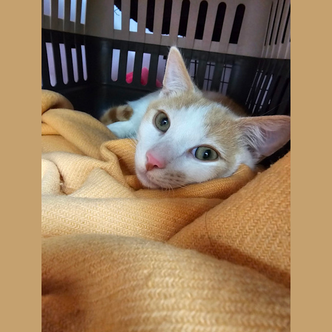 Photo of Harvey