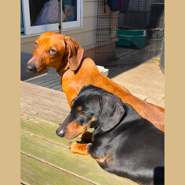 Photo of Frankie & Wolf   1 & 2 Year Old Dachshund (Trial)