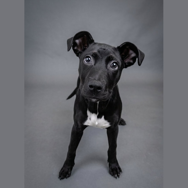 Photo of Patches