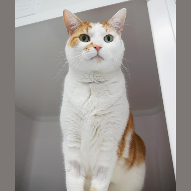 Photo of Gingy Sua014345